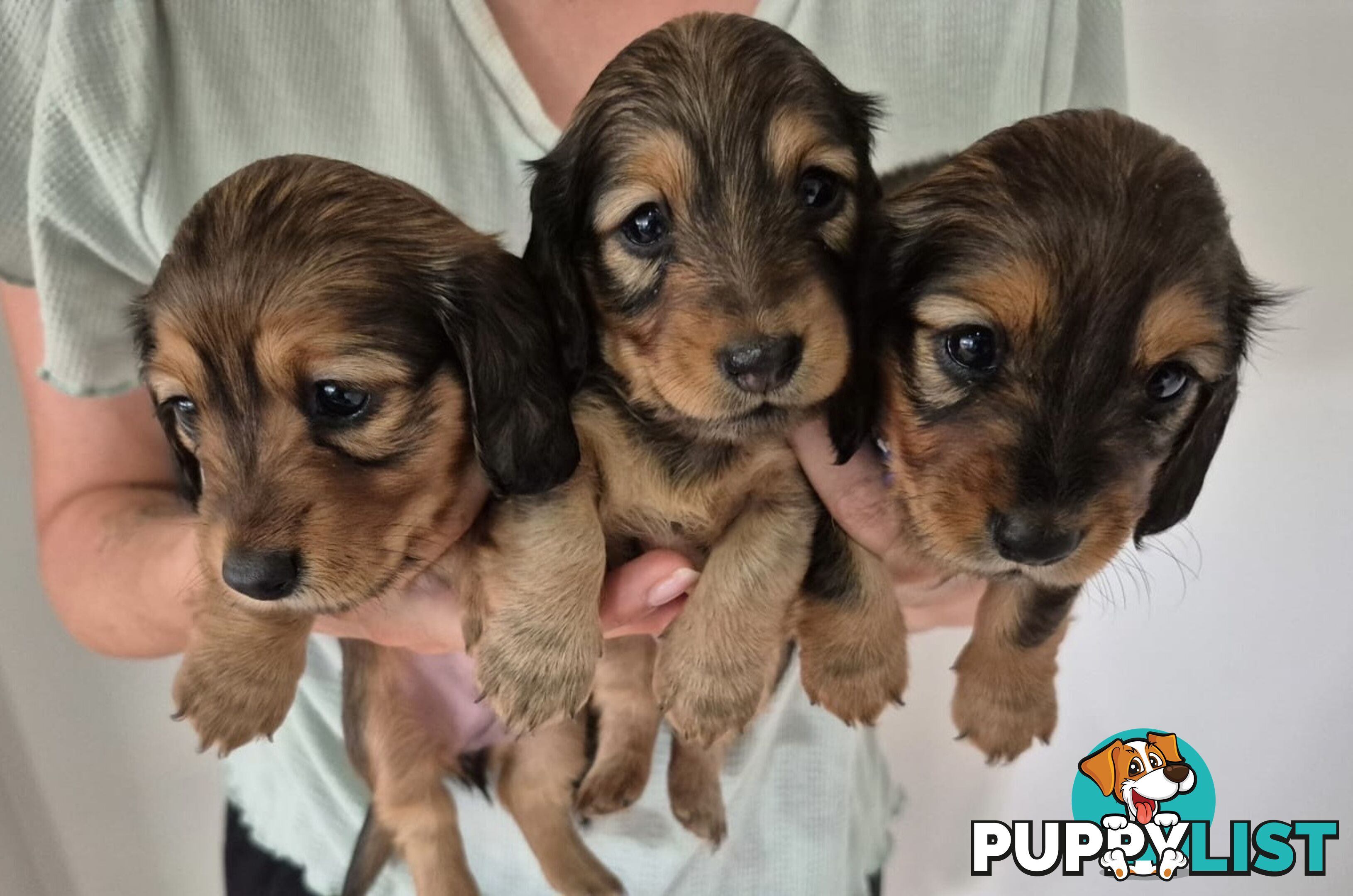 Long haired mini dachshund puppies