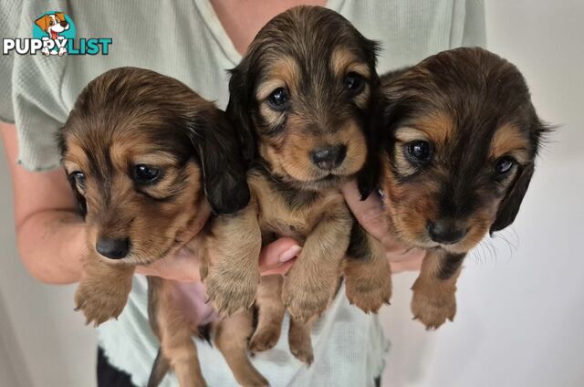 Long haired mini dachshund puppies