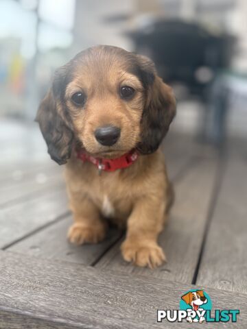 Pure bred Long haired mini dachshund puppy READY NOW!