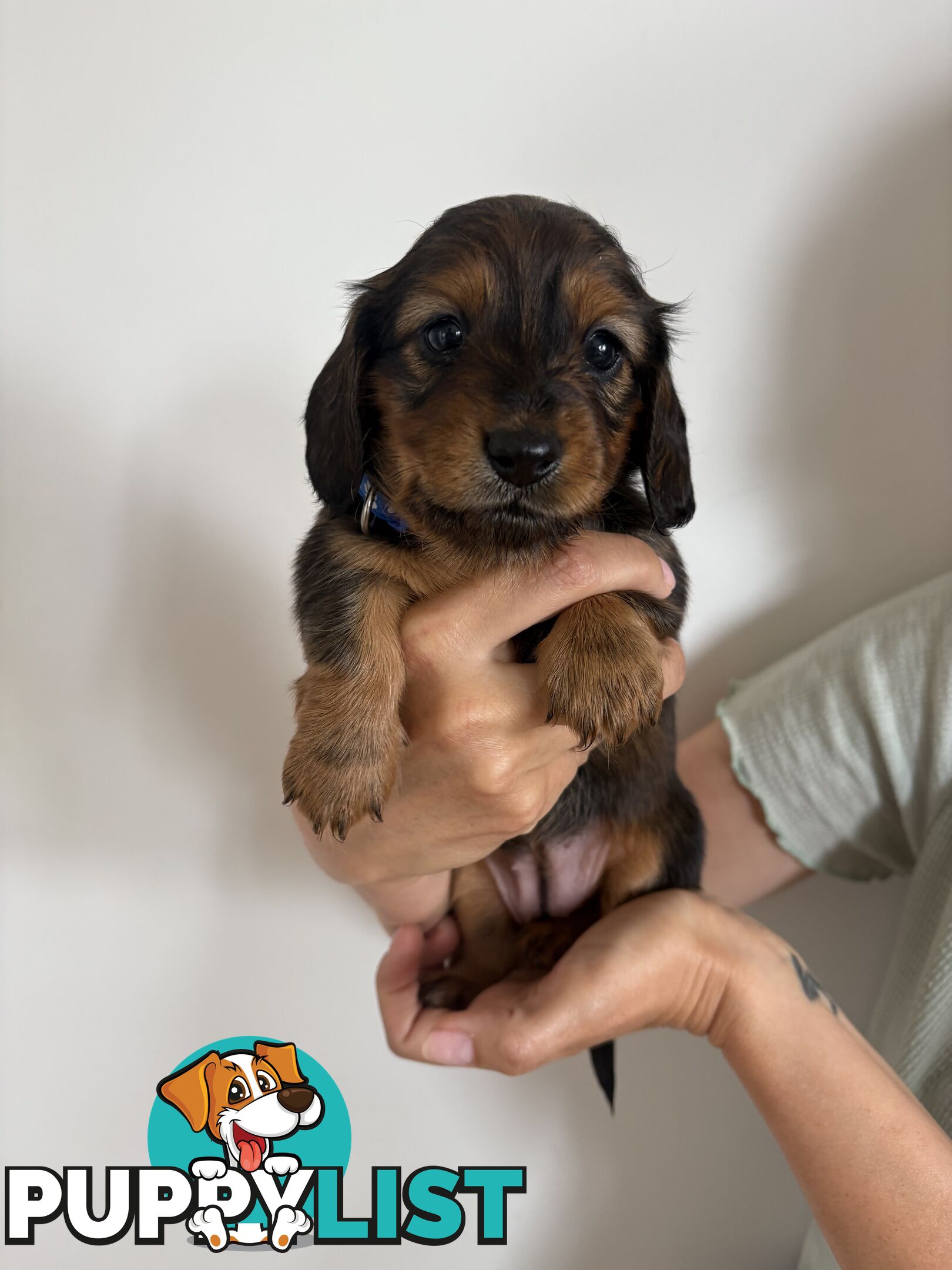 Long haired mini dachshund puppies