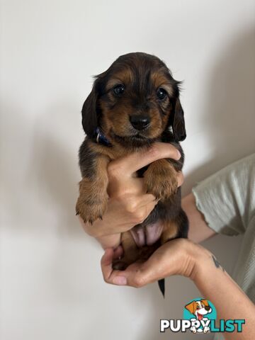 Long haired mini dachshund puppies