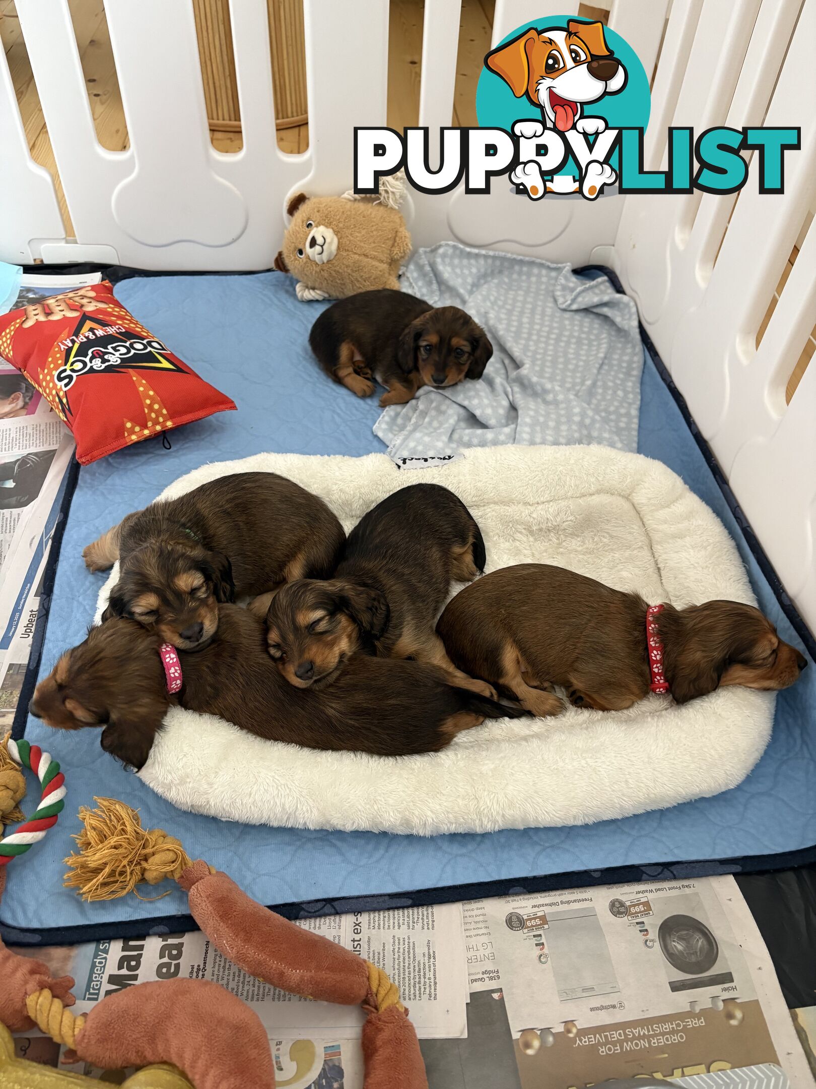 Long haired mini dachshund puppies