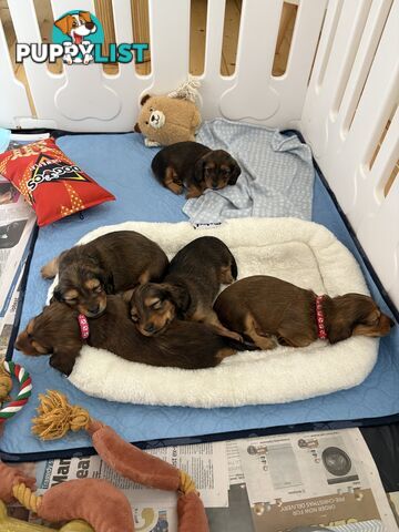 Long haired mini dachshund puppies