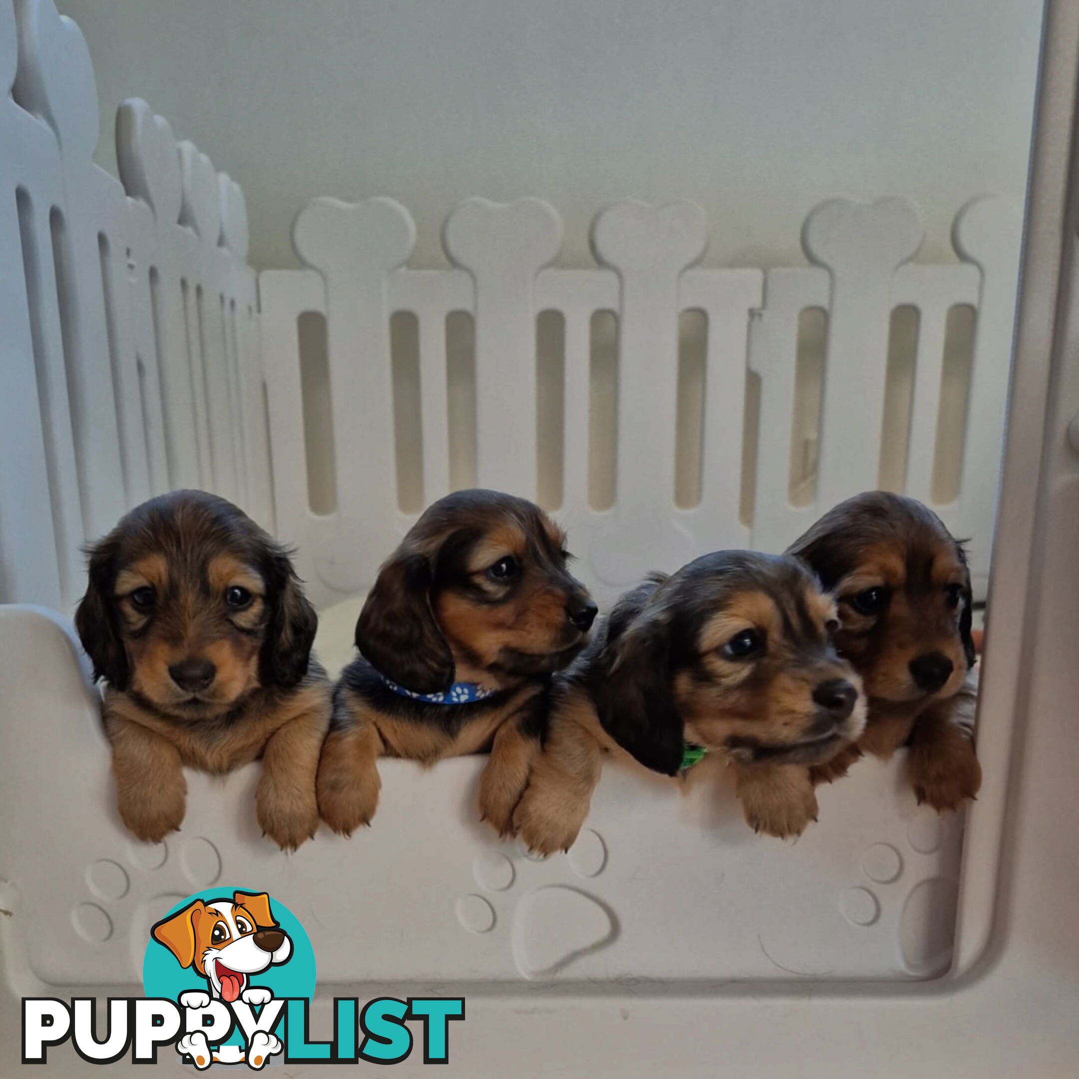 Long haired mini dachshund puppies