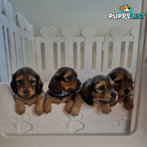 Long haired mini dachshund puppies