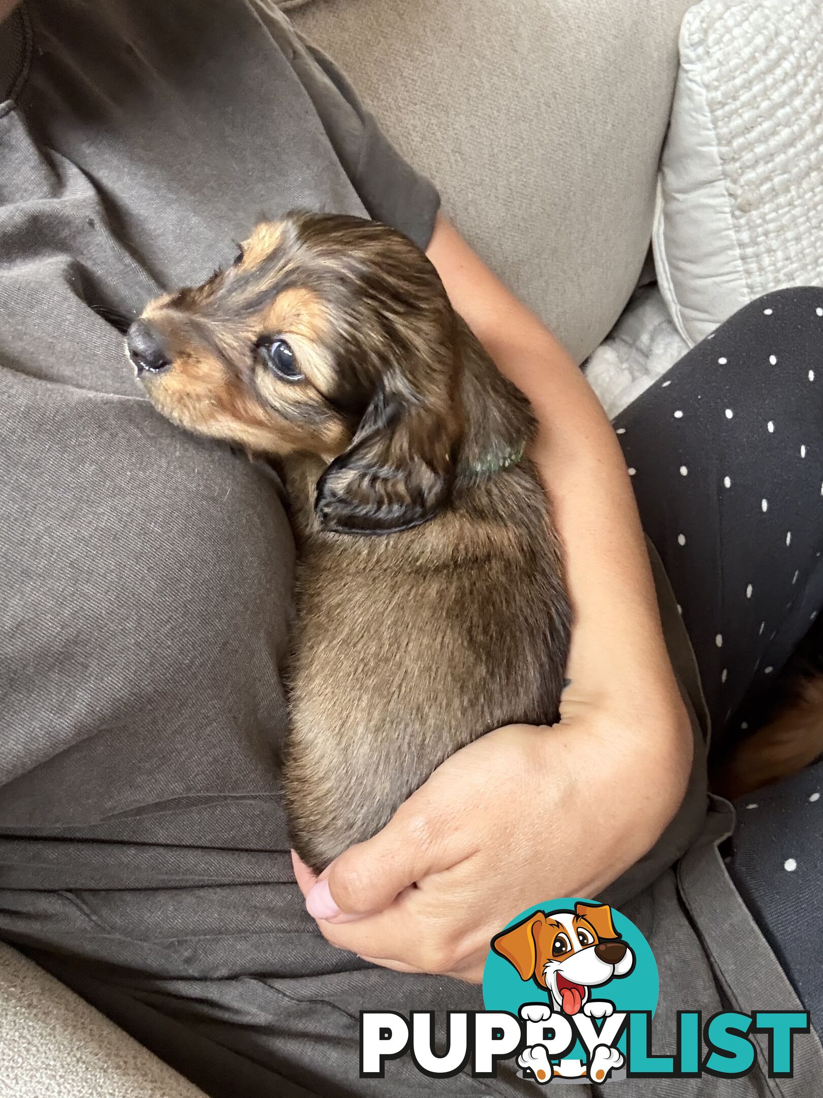 Long haired mini dachshund puppies