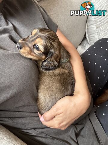 Long haired mini dachshund puppies