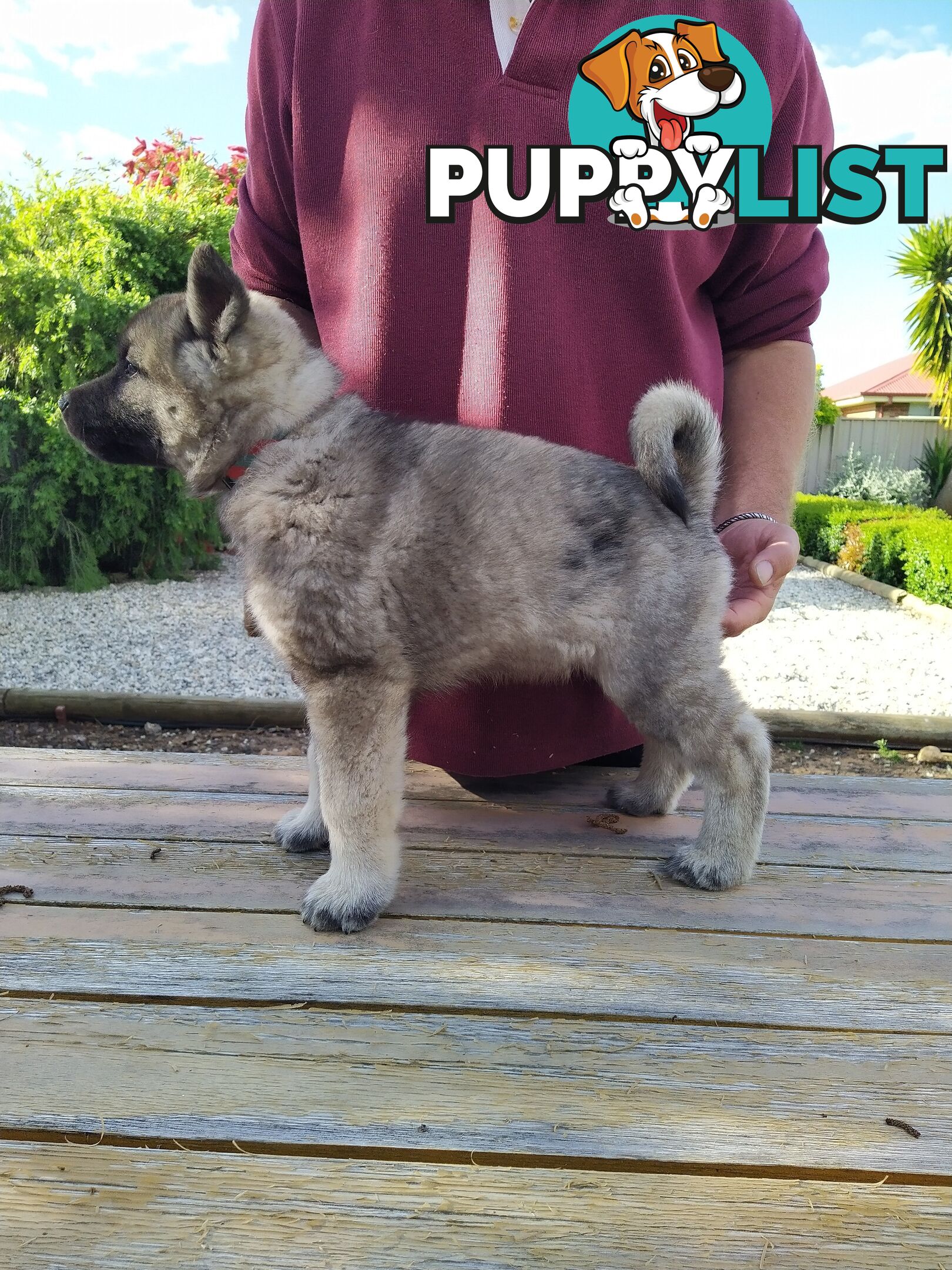 Pedigree Norwegian elkhound