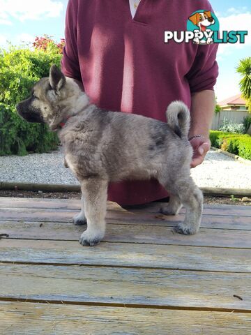 Pedigree Norwegian elkhound