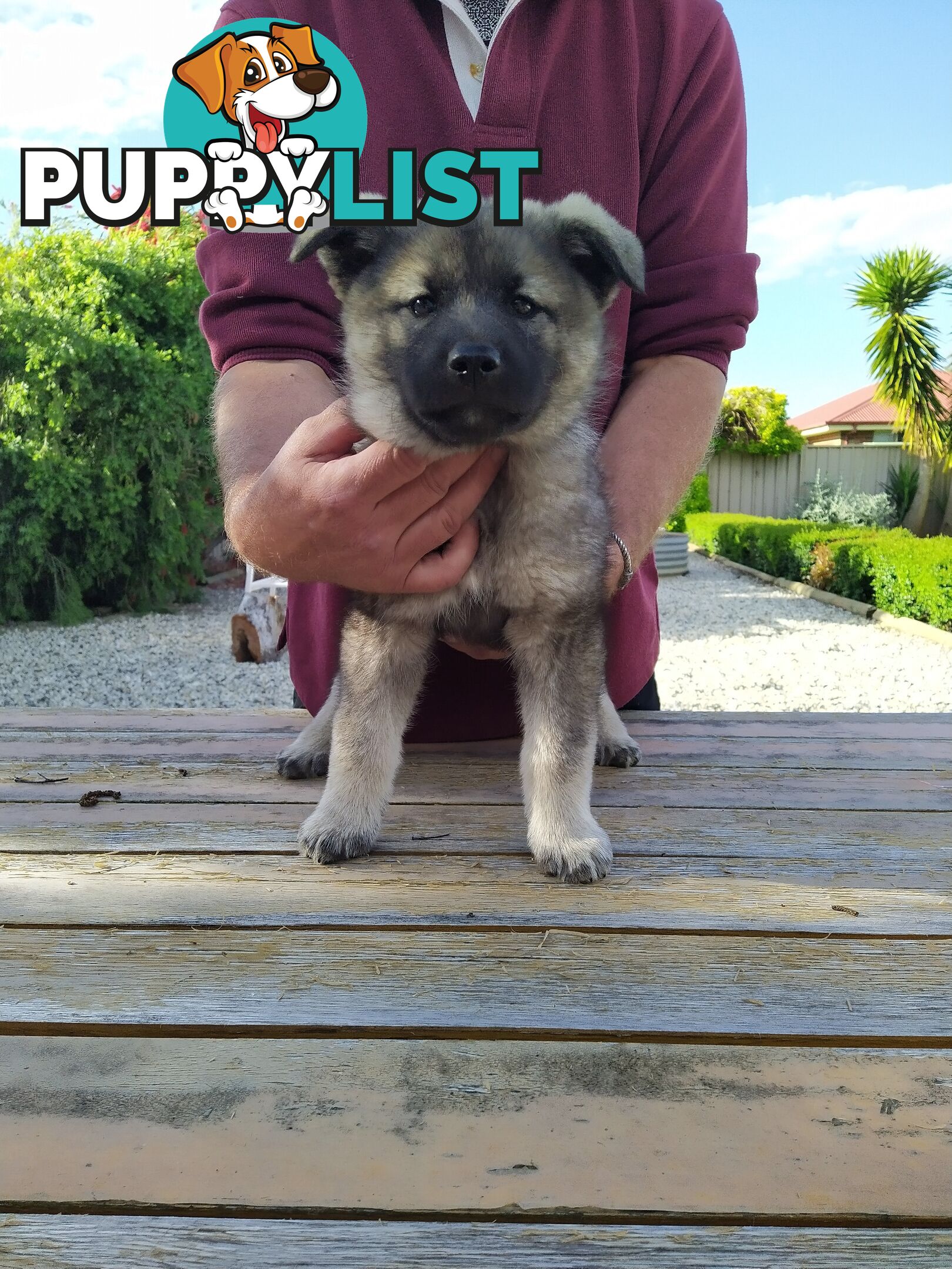 Pedigree Norwegian elkhound