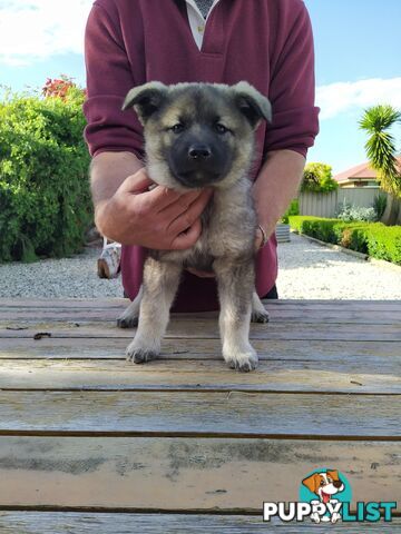 Pedigree Norwegian elkhound