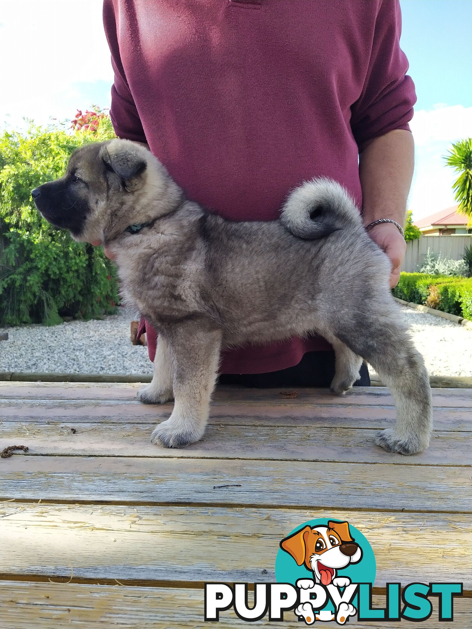 Pedigree Norwegian elkhound