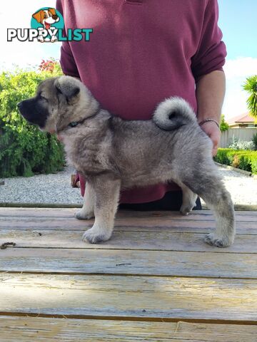 Pedigree Norwegian elkhound