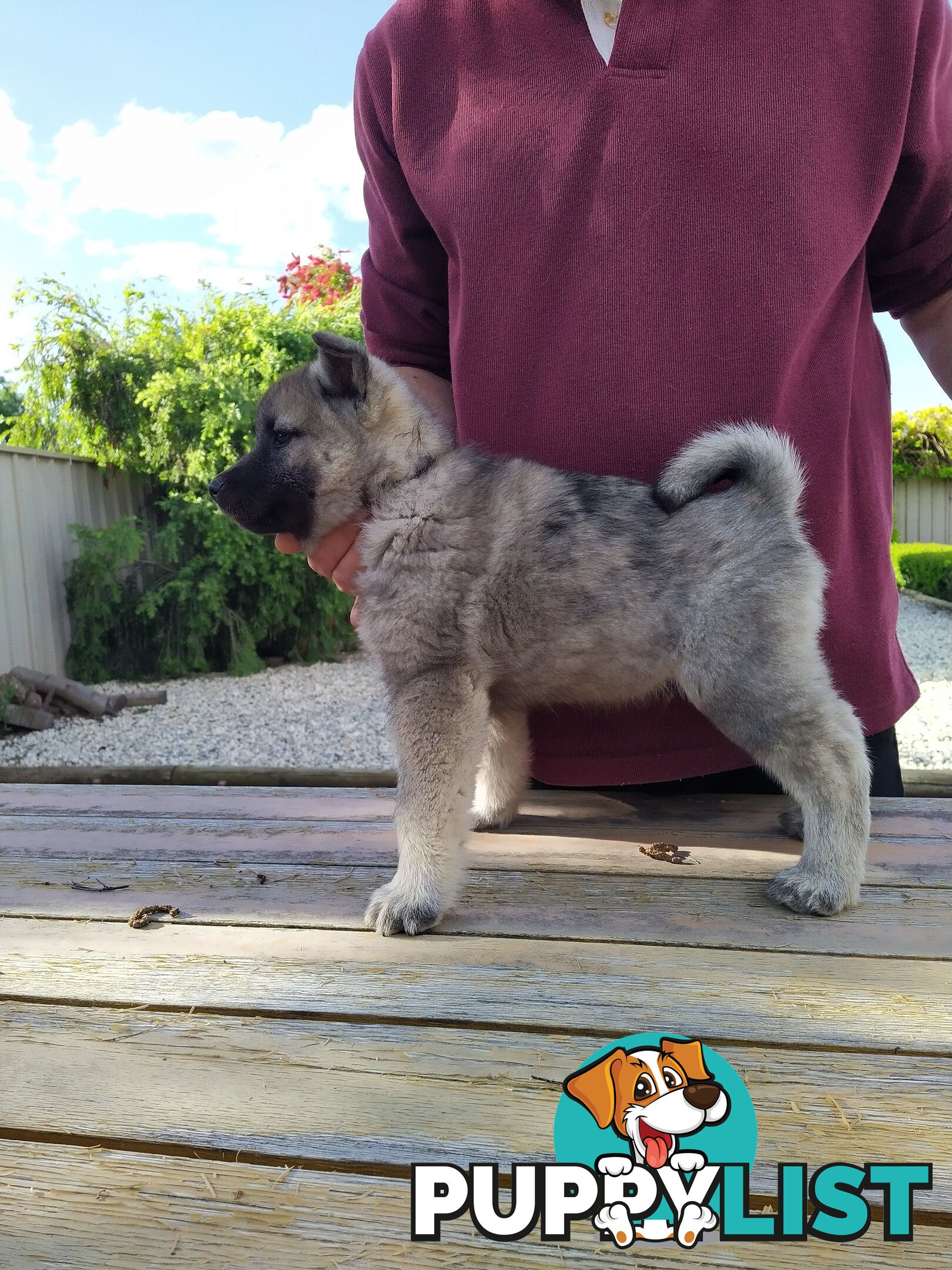 Pedigree Norwegian elkhound