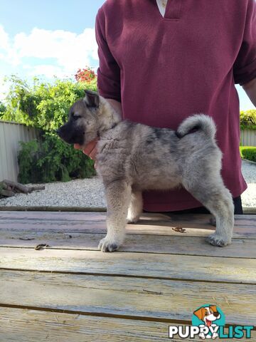 Pedigree Norwegian elkhound