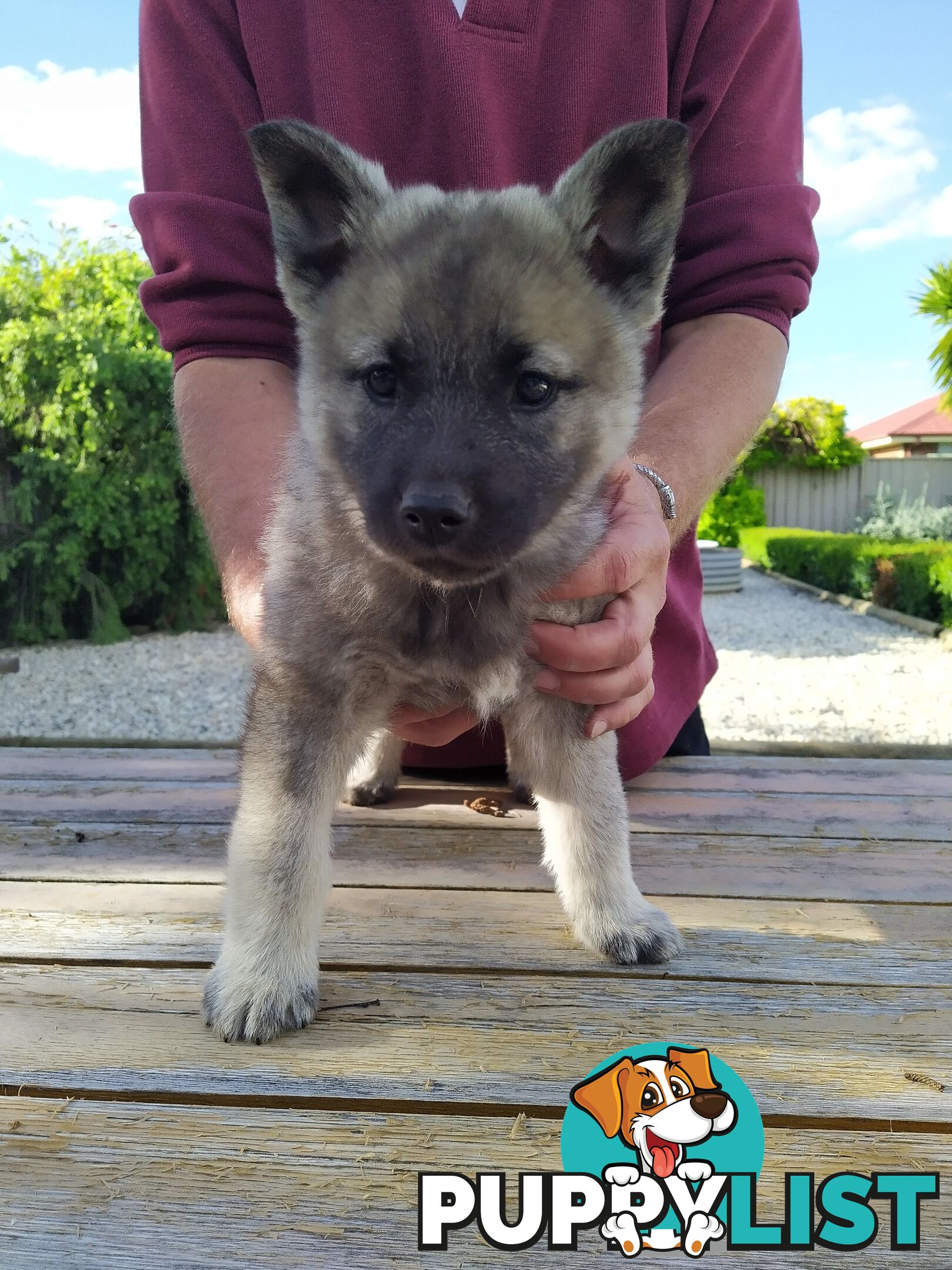 Pedigree Norwegian elkhound