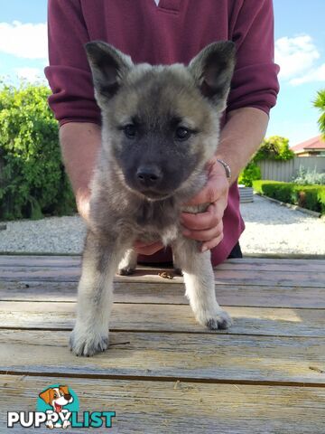 Pedigree Norwegian elkhound