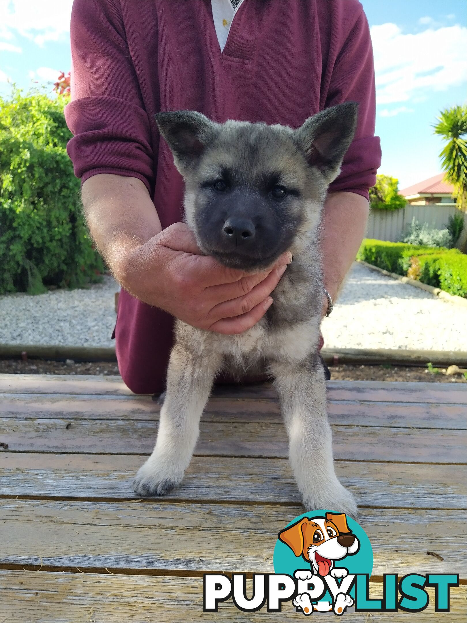 Pedigree Norwegian elkhound