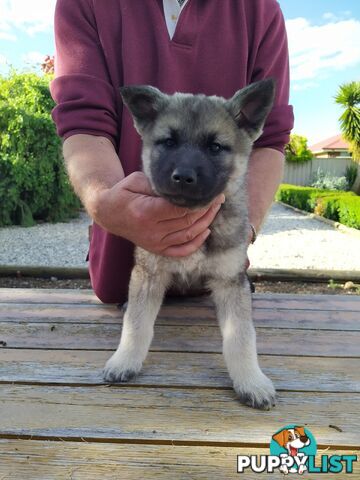 Pedigree Norwegian elkhound