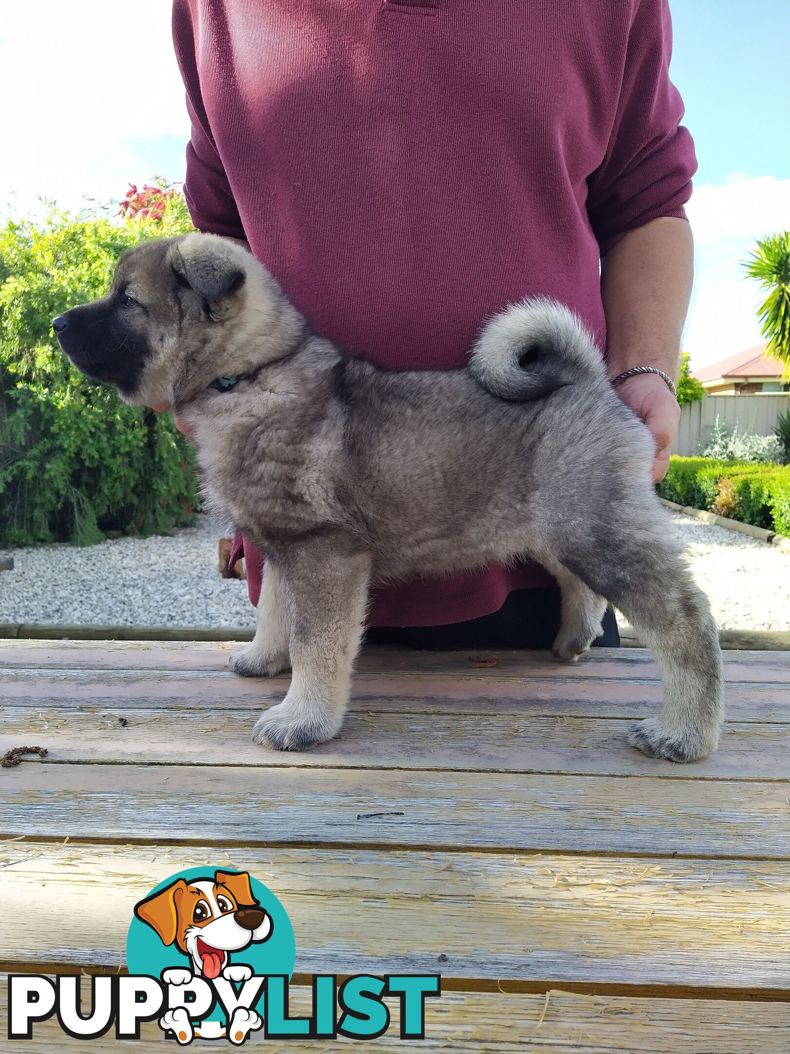 Pedigree Norwegian elkhound