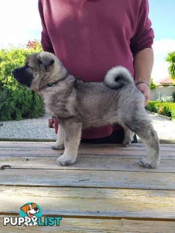 Pedigree Norwegian elkhound