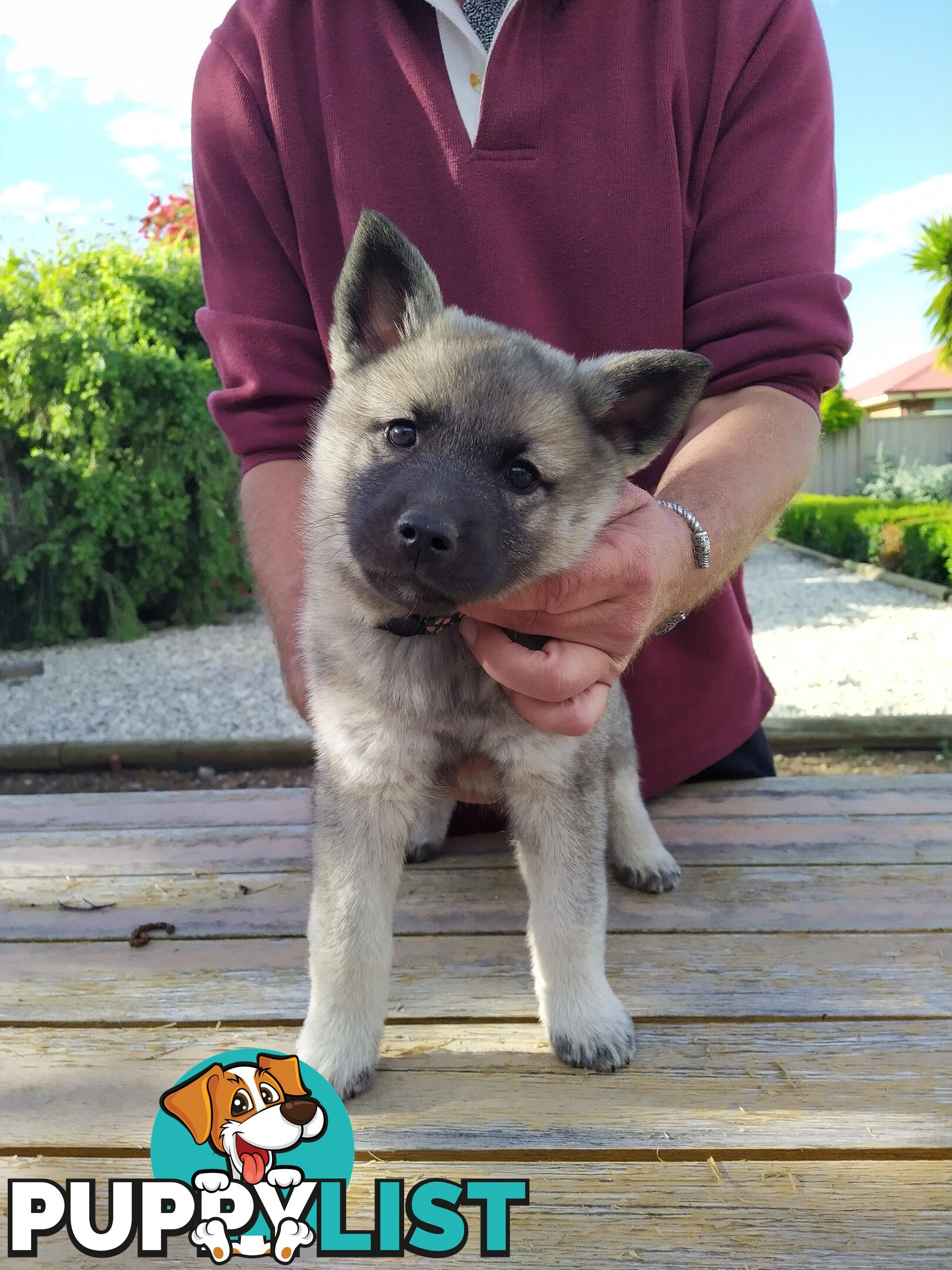 Pedigree Norwegian elkhound