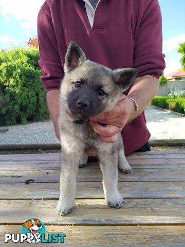 Pedigree Norwegian elkhound