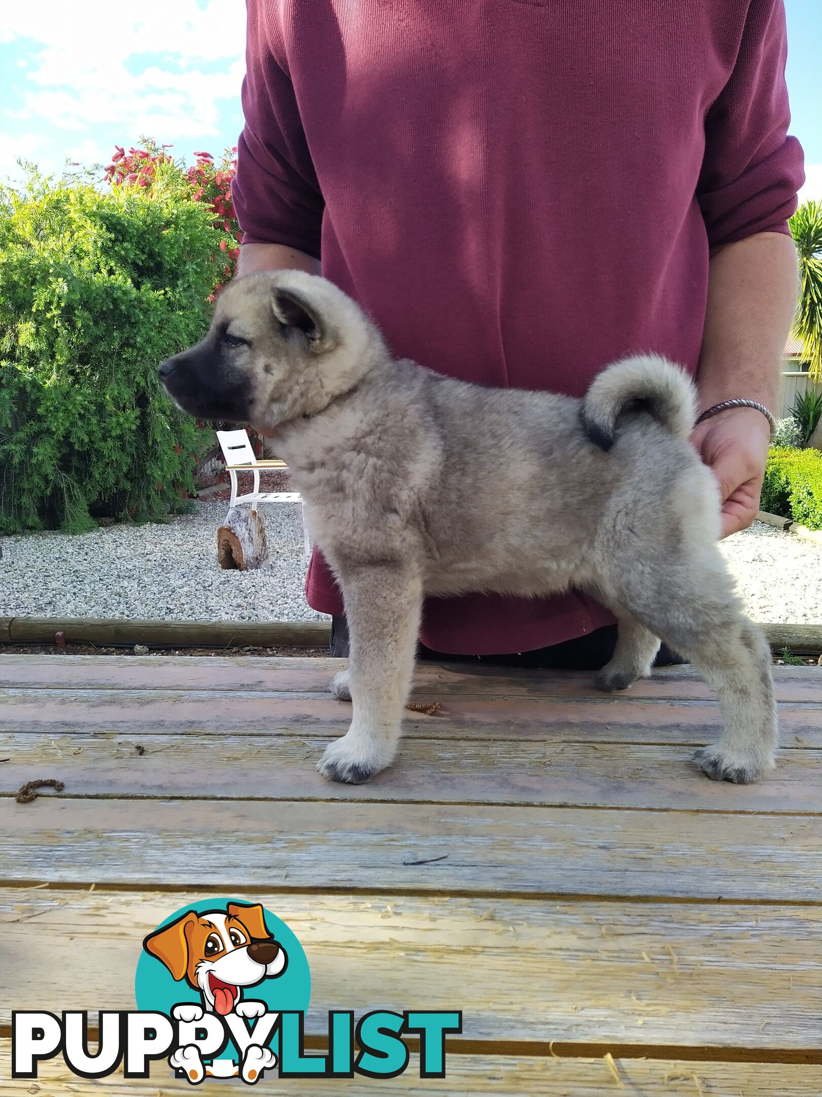 Pedigree Norwegian elkhound