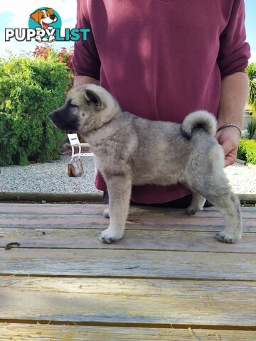 Pedigree Norwegian elkhound