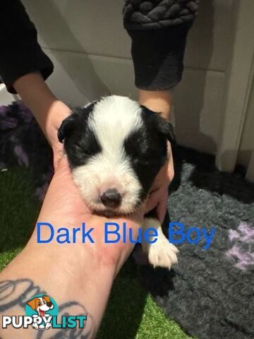 Purebred Black and White Border Collie Pups