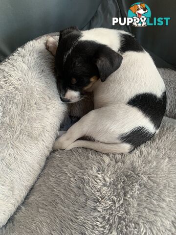 Jack Russell puppies