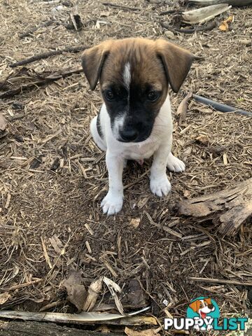 Jack Russell puppies