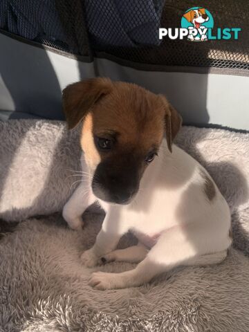 Jack Russell puppies