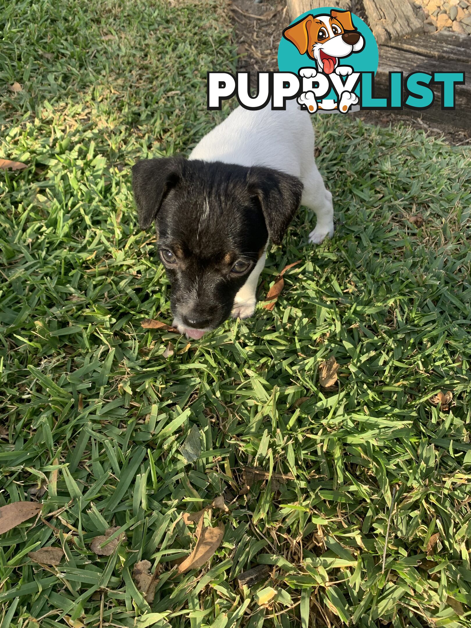 Jack Russell puppies