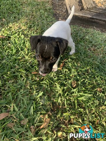 Jack Russell puppies