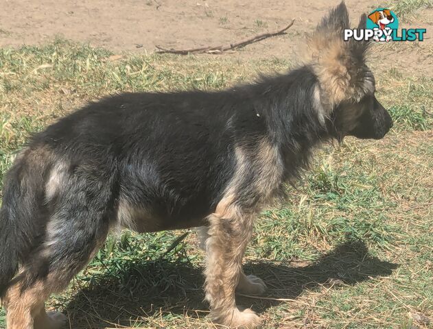 German Shepherd puppies for sale