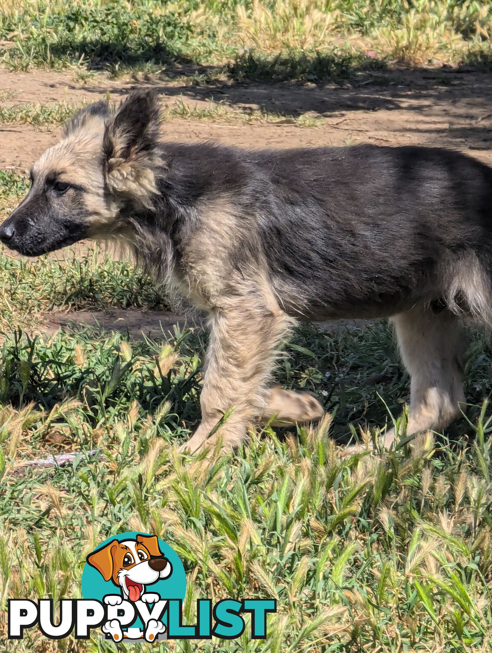 German Shepherd puppies for sale