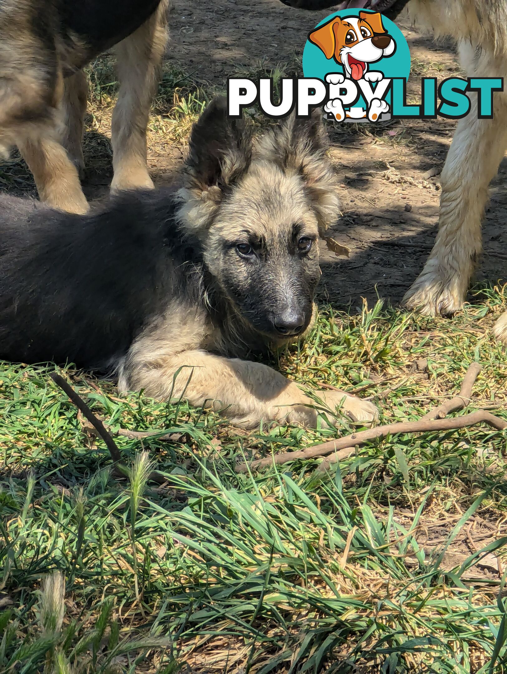 German Shepherd puppies for sale