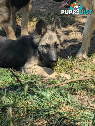 German Shepherd puppies for sale