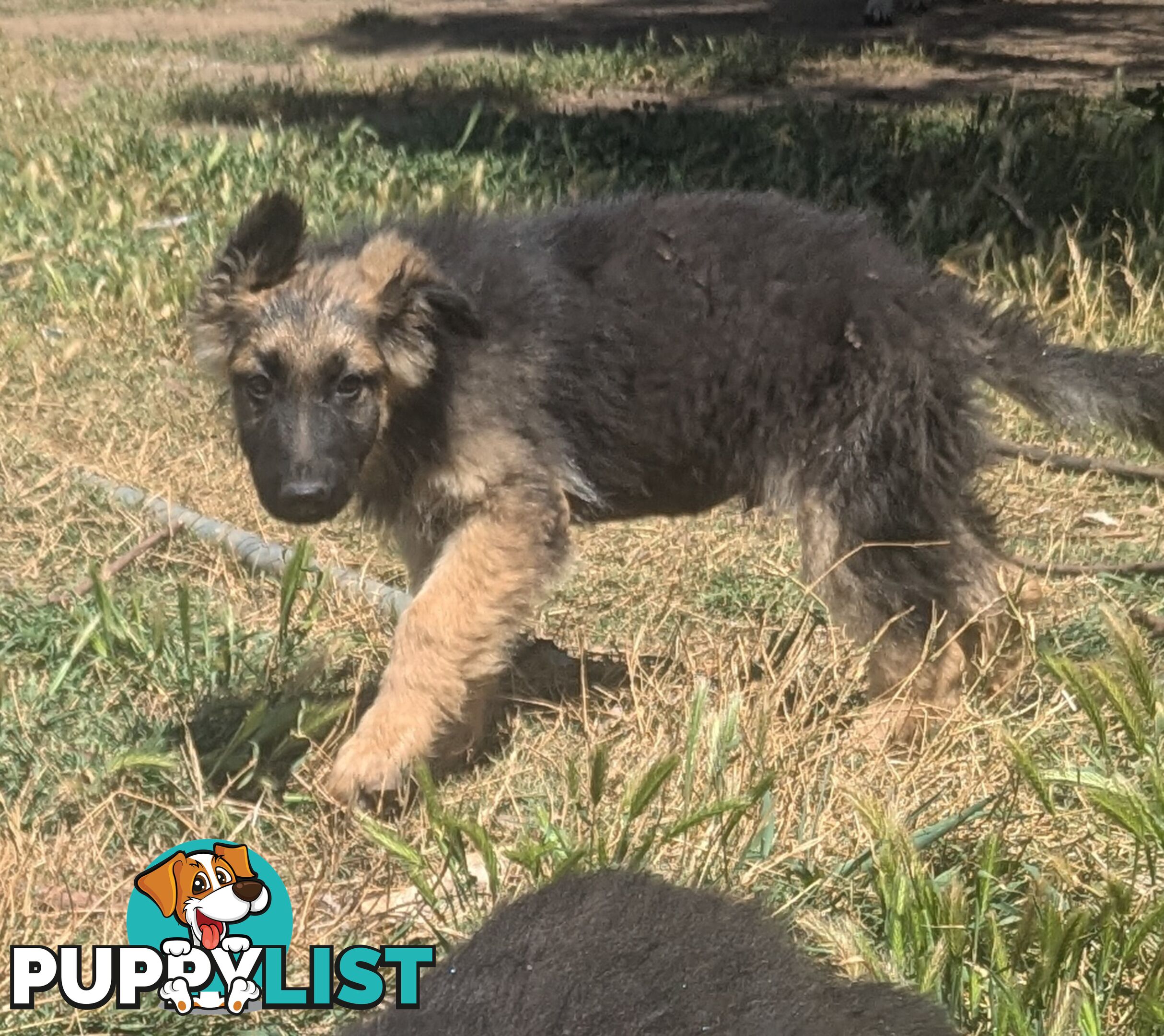 German Shepherd puppies for sale