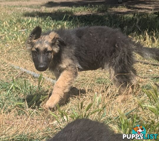 German Shepherd puppies for sale