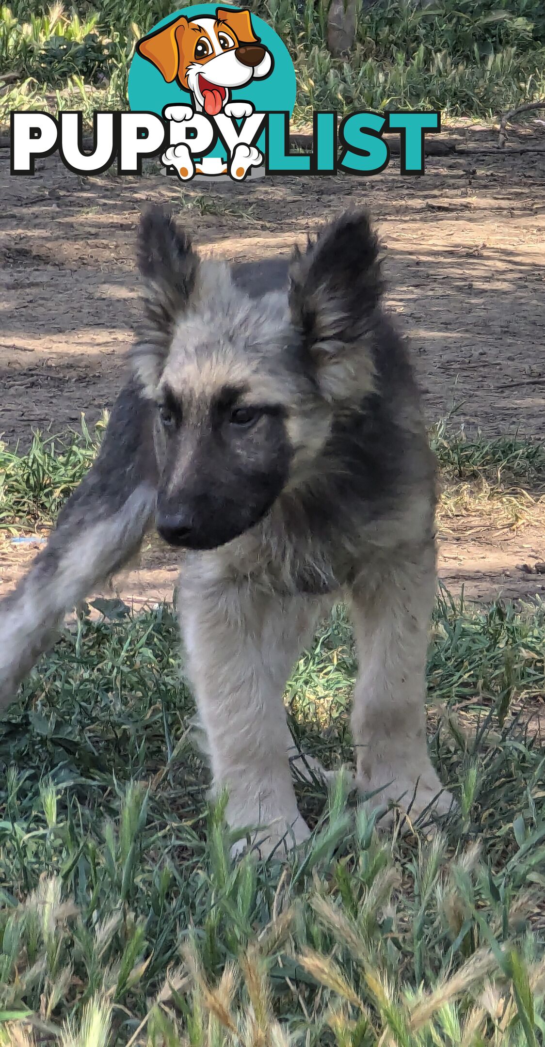 German Shepherd puppies for sale