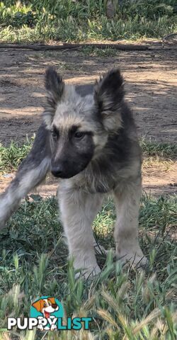 German Shepherd puppies for sale