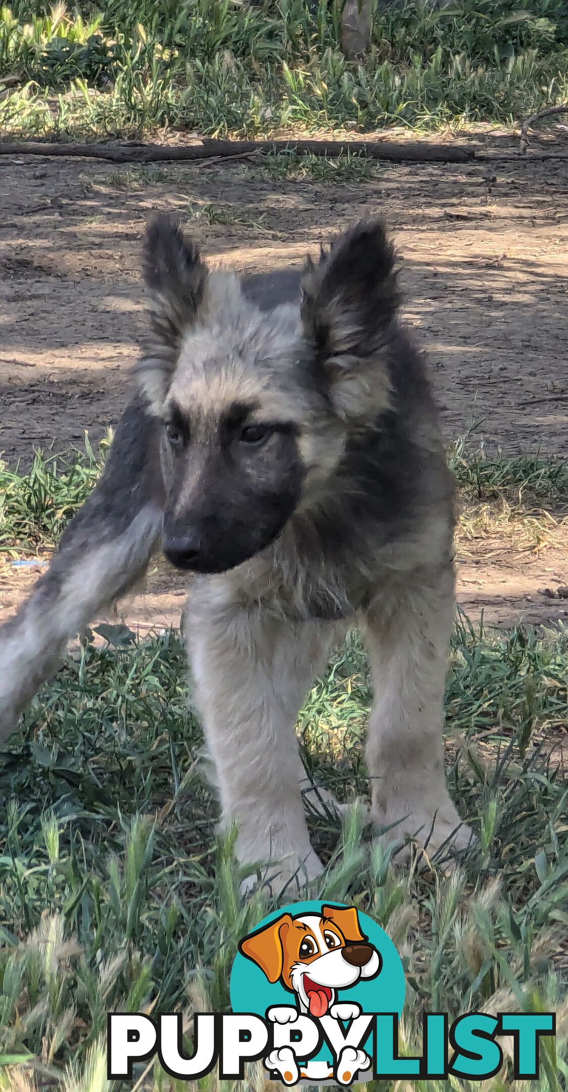 German Shepherd puppies for sale