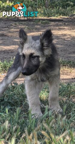 German Shepherd puppies for sale