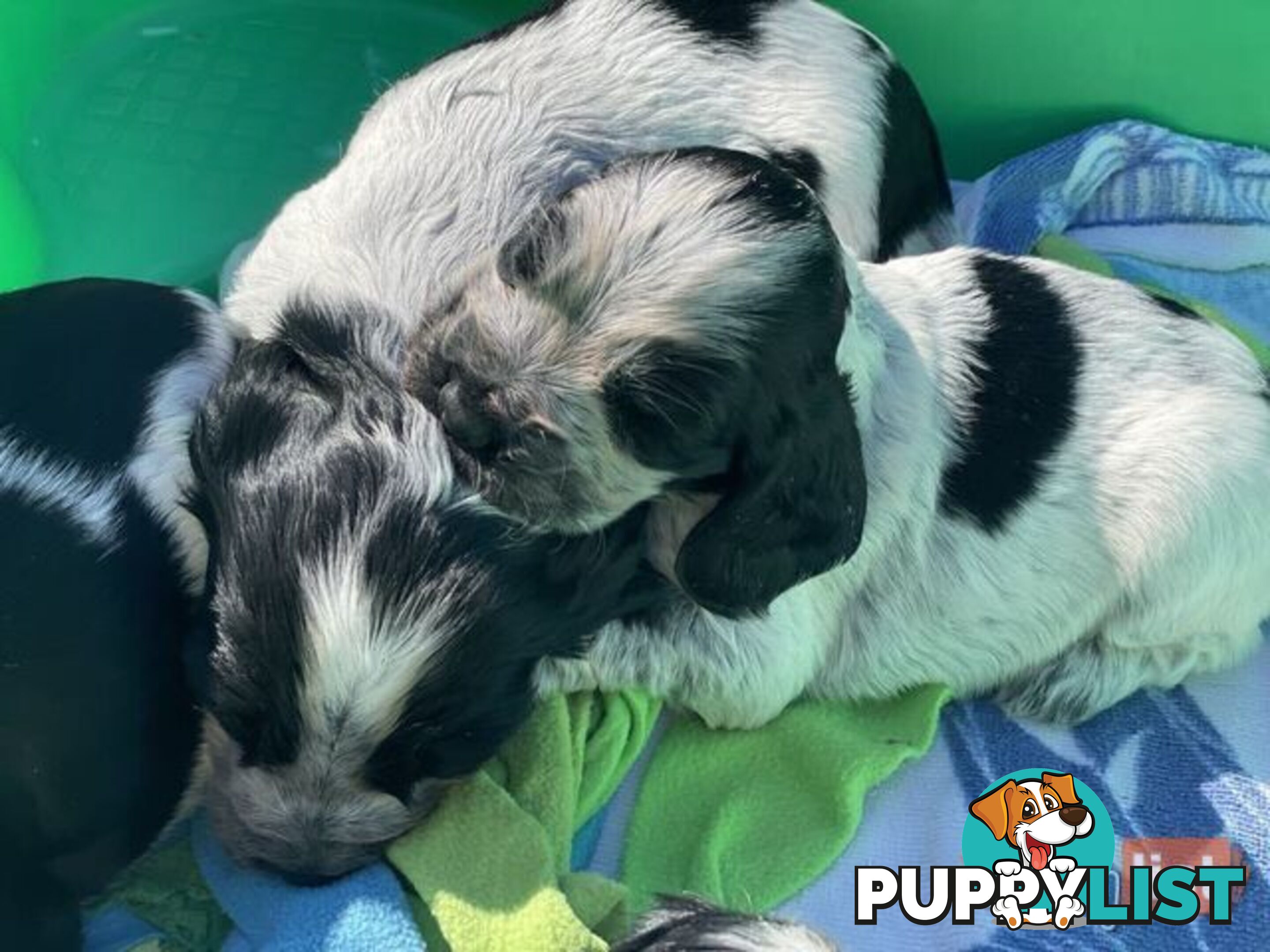 Purebred Cocker Spaniel Puppies - Champion Bloodlines!!