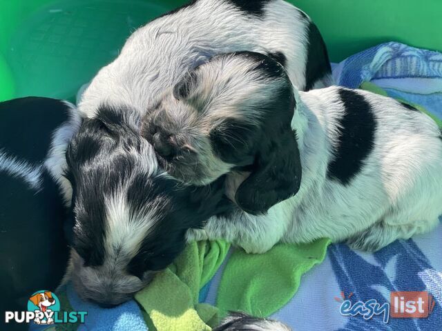 Purebred Cocker Spaniel Puppies - Champion Bloodlines!!