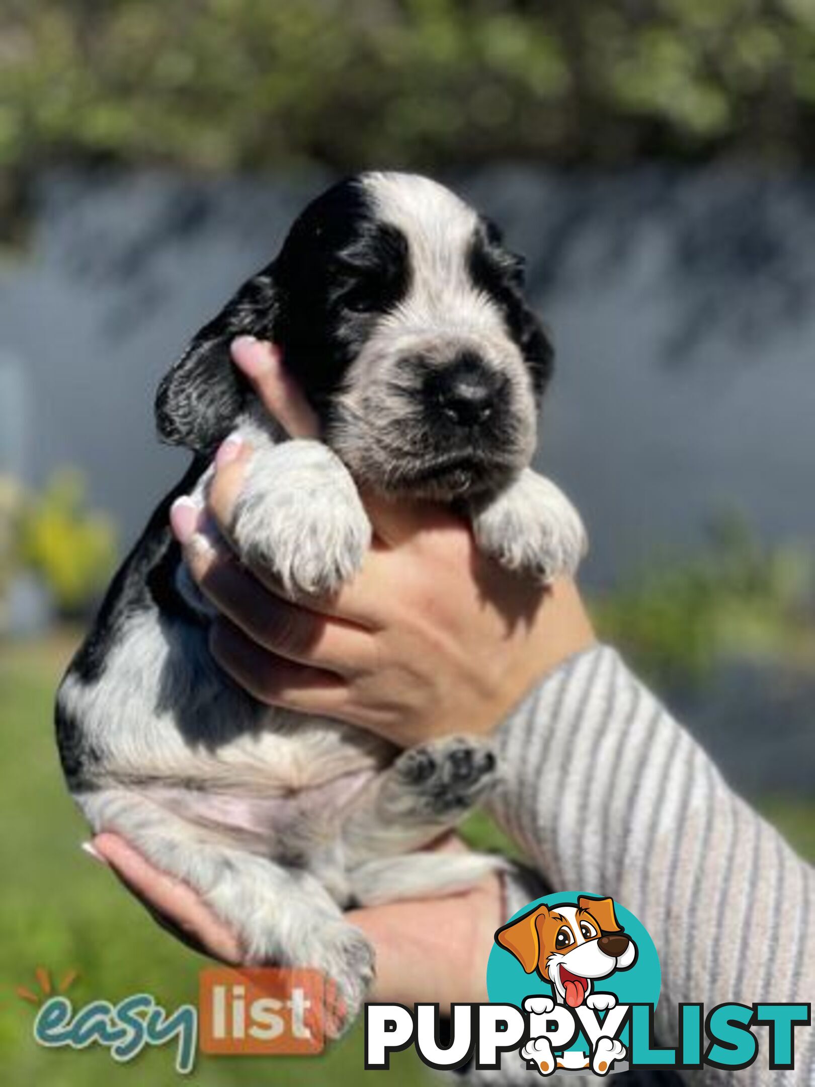 Purebred Cocker Spaniel Puppies - Champion Bloodlines!!