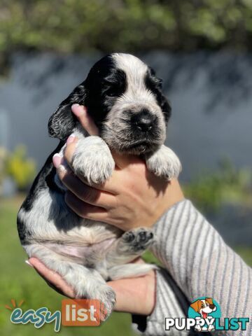 Purebred Cocker Spaniel Puppies - Champion Bloodlines!!