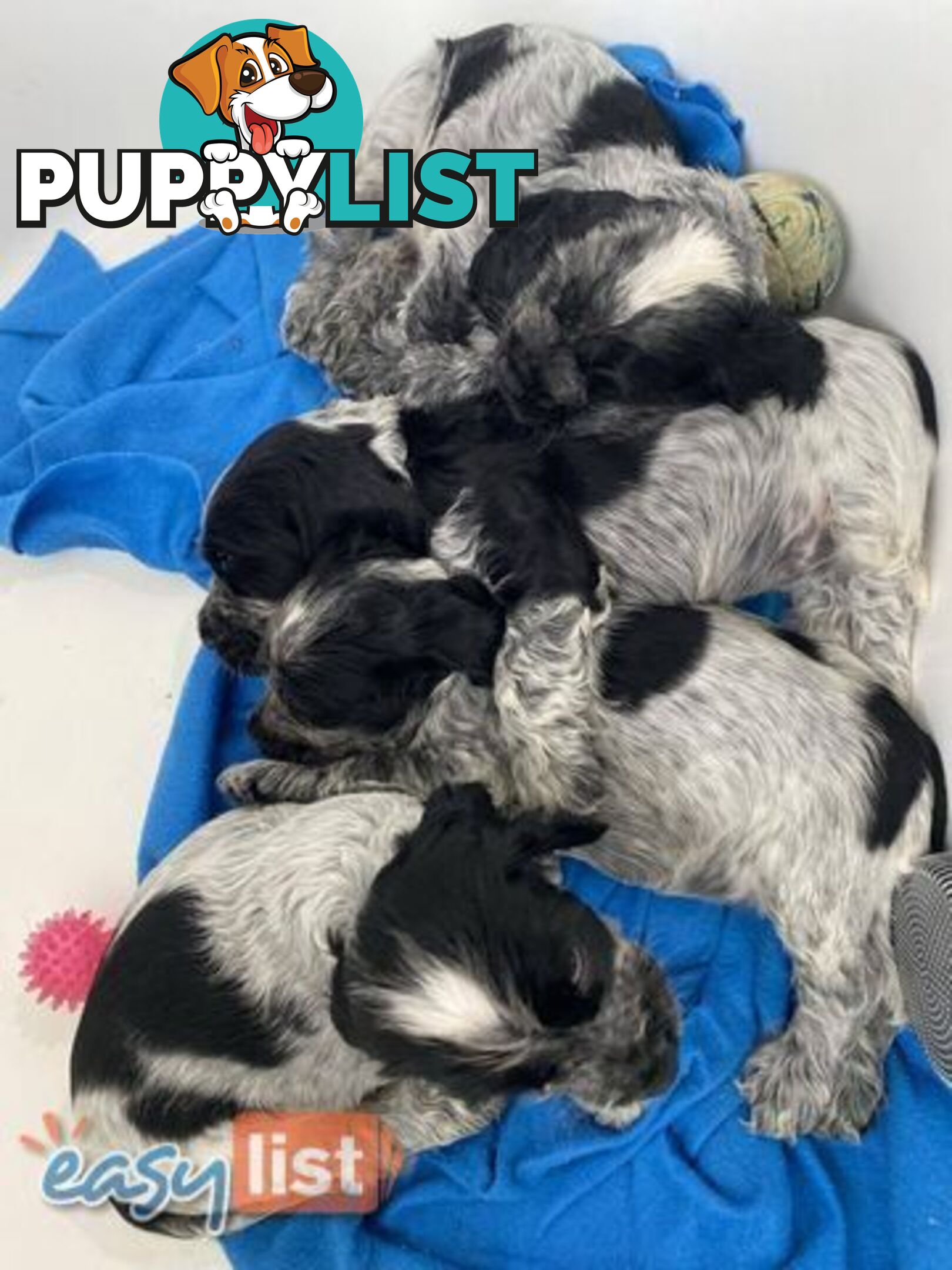 Purebred Cocker Spaniel Puppies - Champion Bloodlines!!